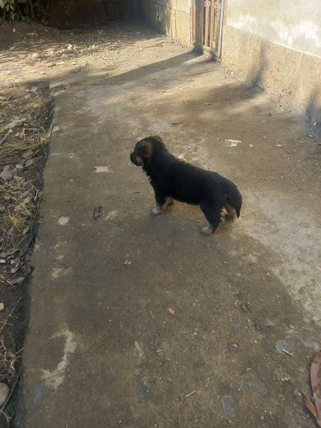 ژرمن ورک|حیوانات|نوشهر, |دیوار