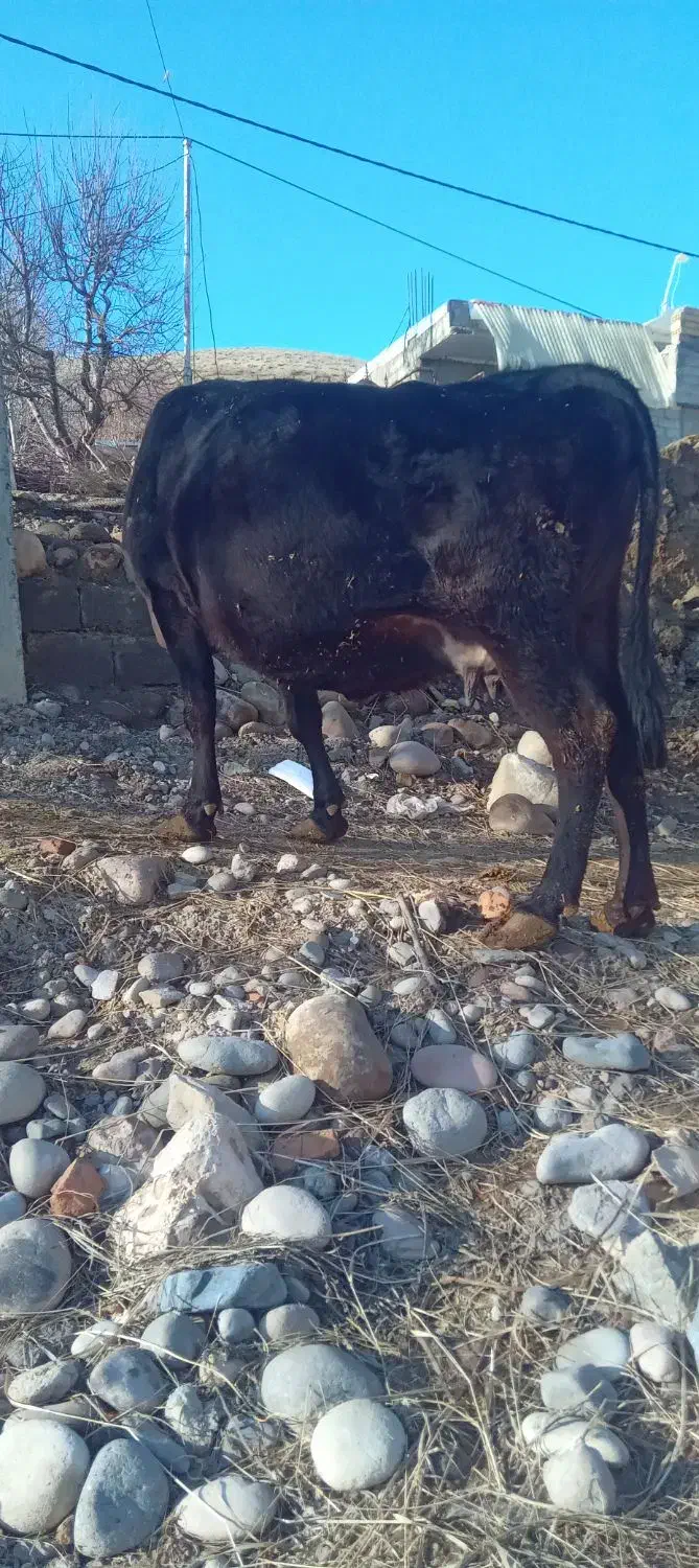 گاو آبیستان|حیوانات مزرعه|نظر کهریزی, |دیوار