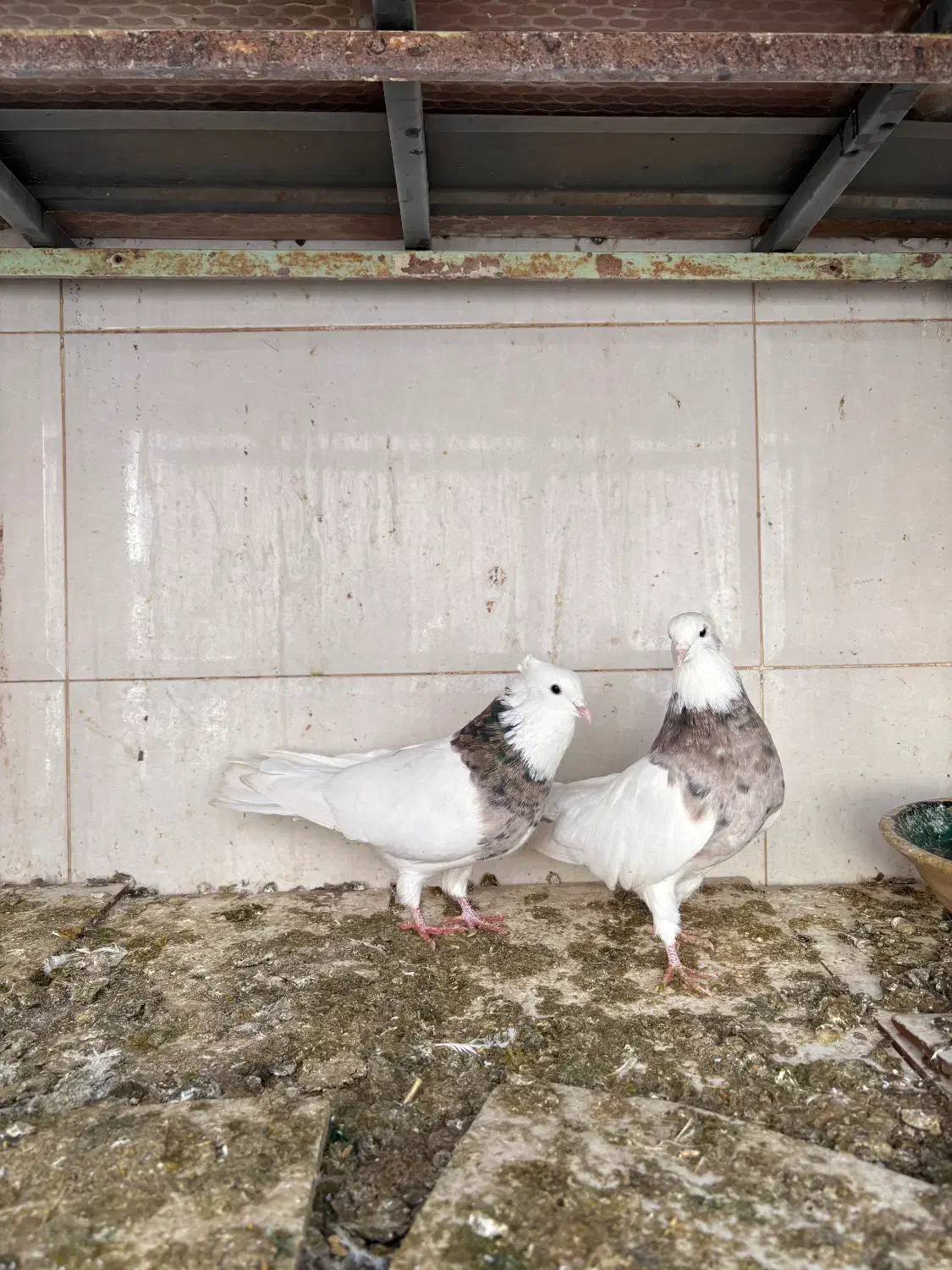 کبوتر طوقی|پرنده|میبد, |دیوار