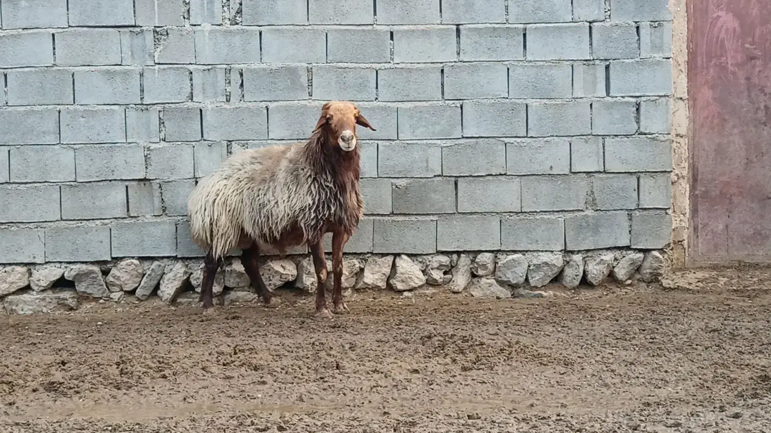 قوچ هترو|حیوانات مزرعه|شیروان (خراسان), |دیوار