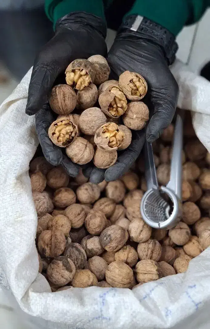 گردو تویسرکان کره بادام زمینی ارده کنجد عسل کشمش|خوردنی و آشامیدنی|محمدشهر, محمدشهر|دیوار