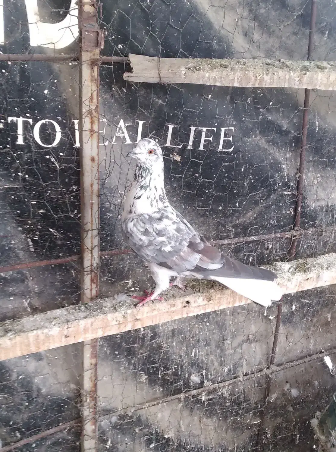 کفتر|پرنده|پارس‌آباد, |دیوار