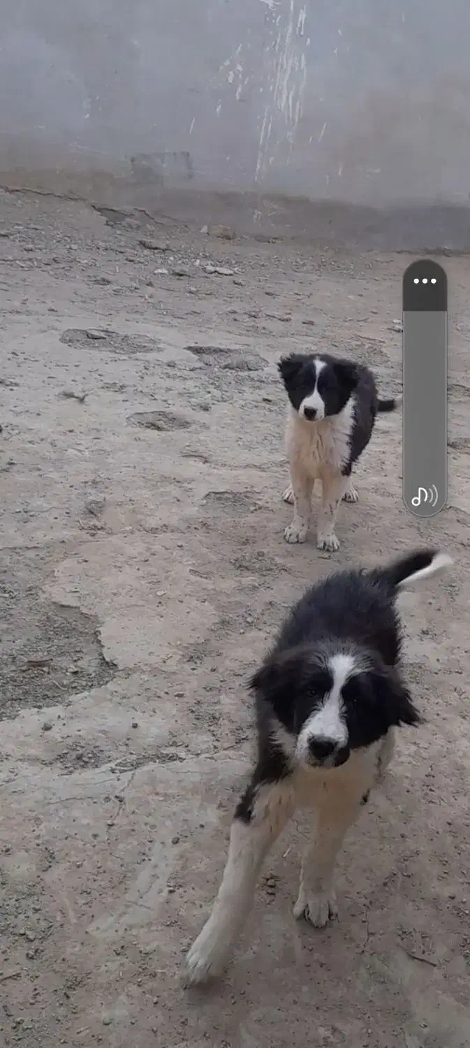 ی جفت توله سگ|سگ|خمینی‌شهر, |دیوار