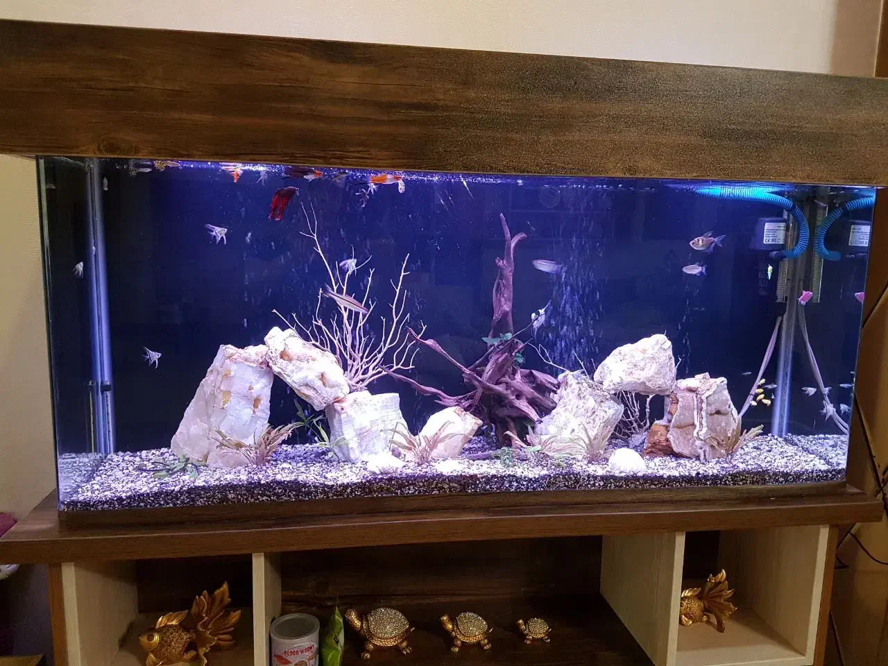 آکواریوم بزرگ ۵۵×۳۰×۱۲۰|ماهی|رشت, گلسار|دیوار