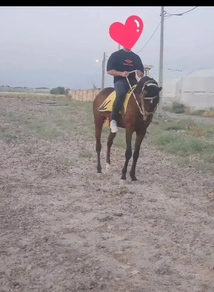 اسب|اسب و تجهیزات اسب‌سواری|خشکبیجار, |دیوار