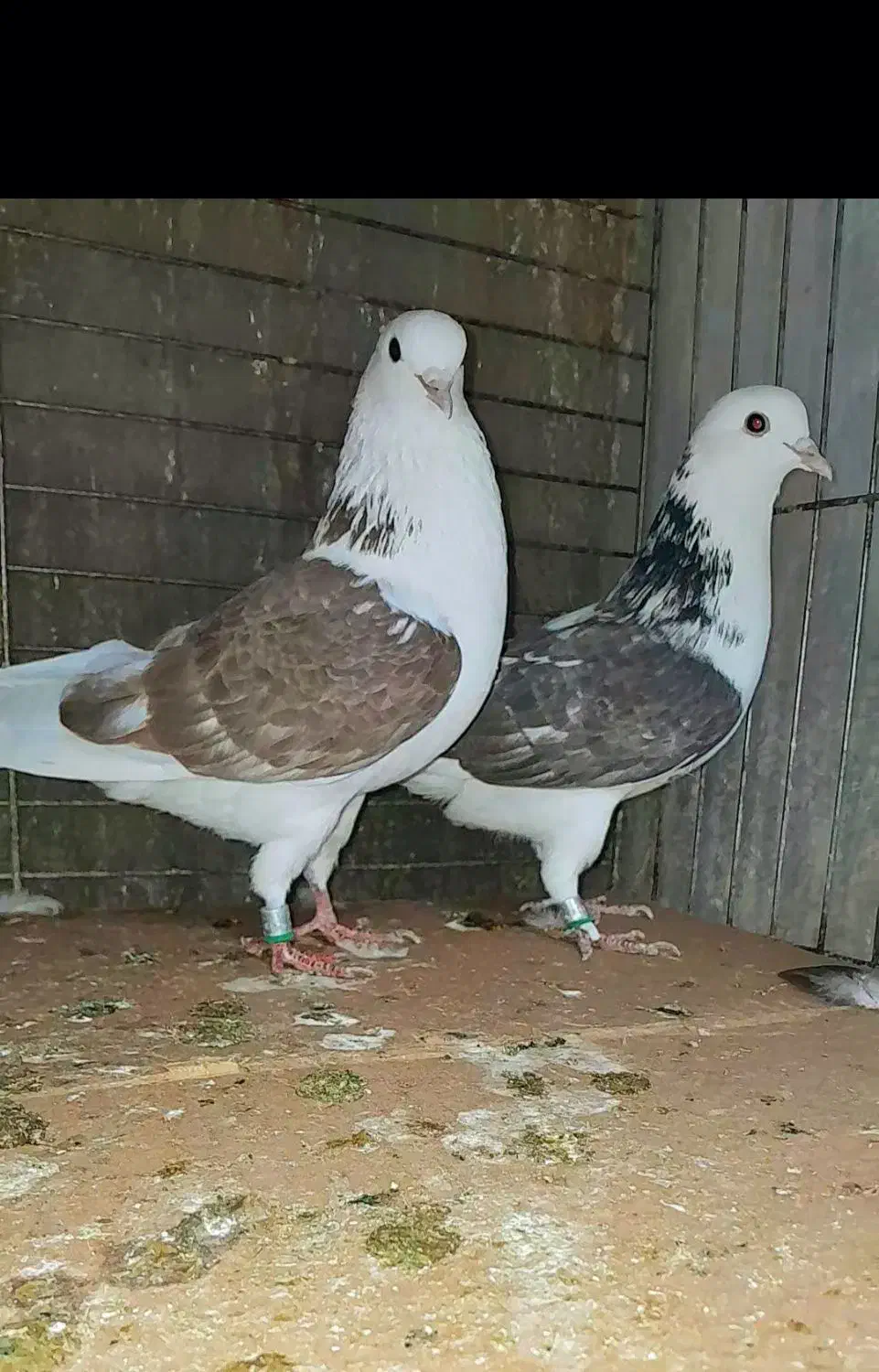 کبوتردونسته پرش سنگین به شرط باضمانت تضمین صددرصد|پرنده|ری, شهید بهشتی|دیوار