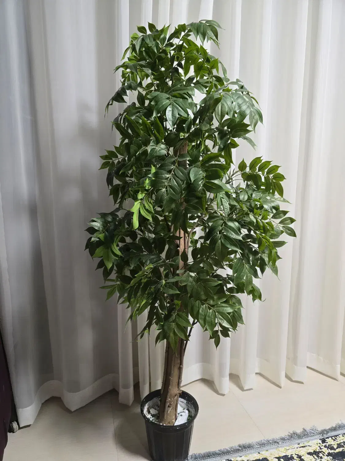 درخت اقاقیا|گل مصنوعی|بندرعباس, |دیوار