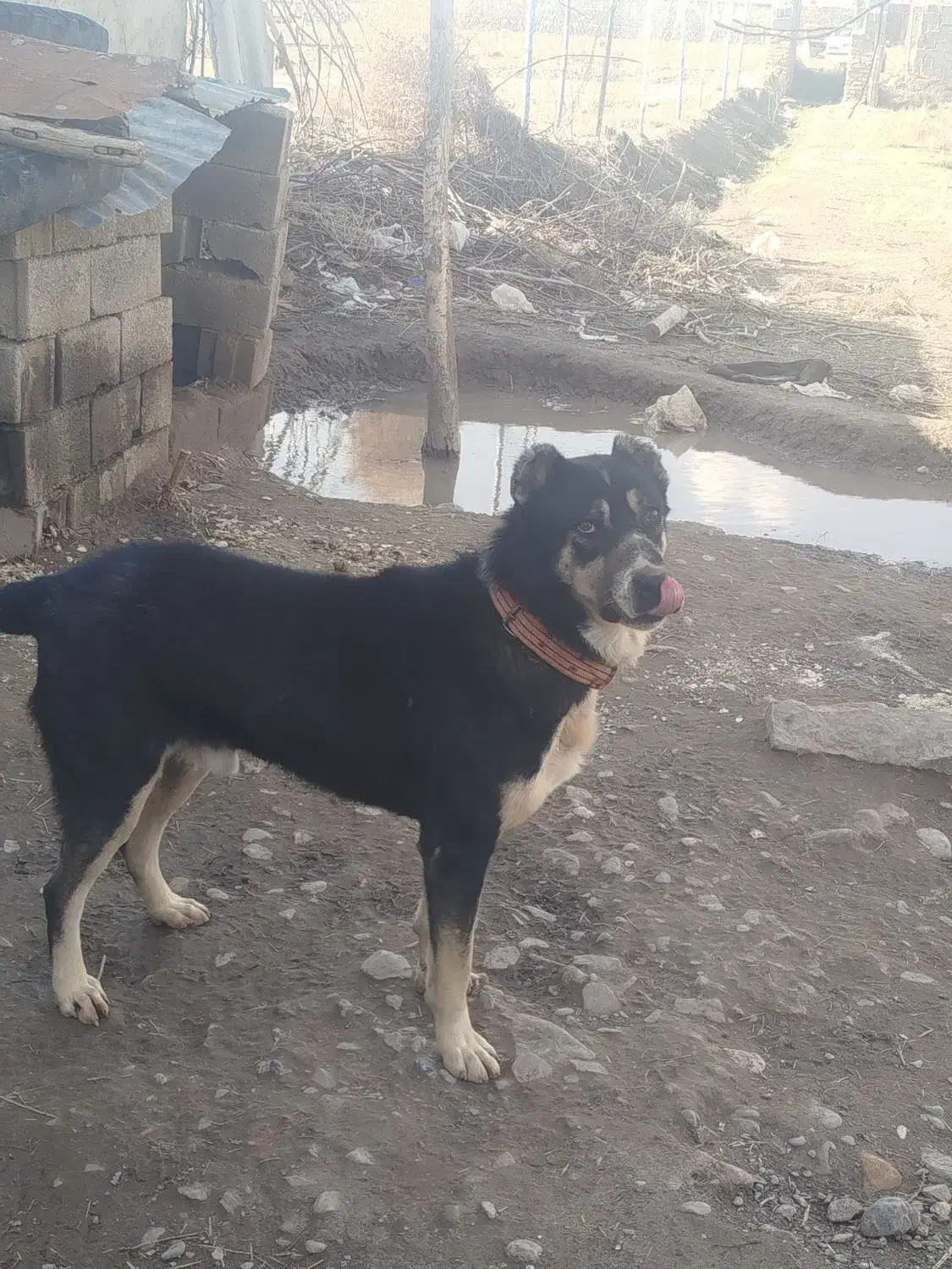 سگ نگهبان|سگ|نیشابور, قلعه نو|دیوار