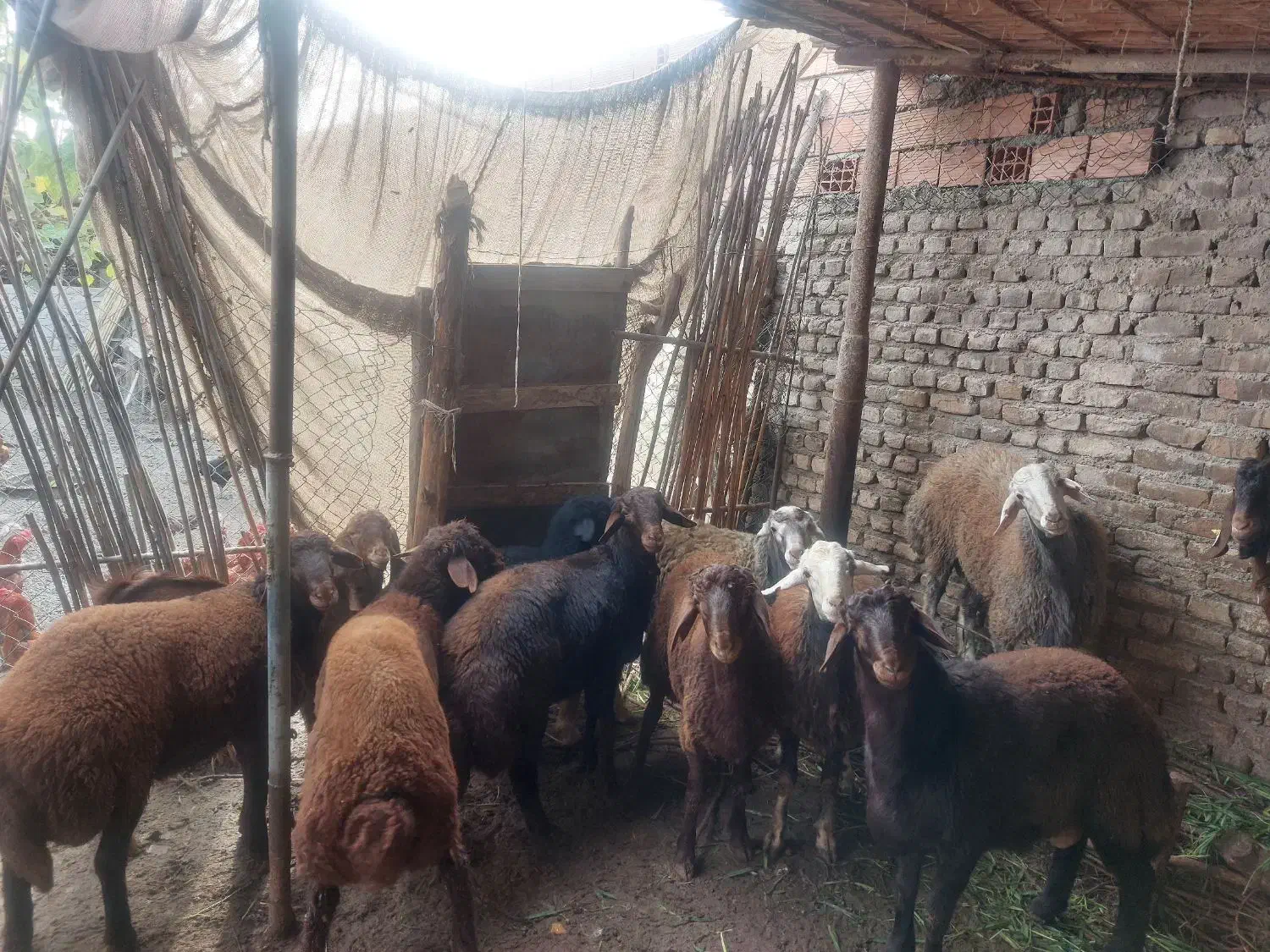 بره نر ‌خانگی|حیوانات مزرعه|گرگان, |دیوار