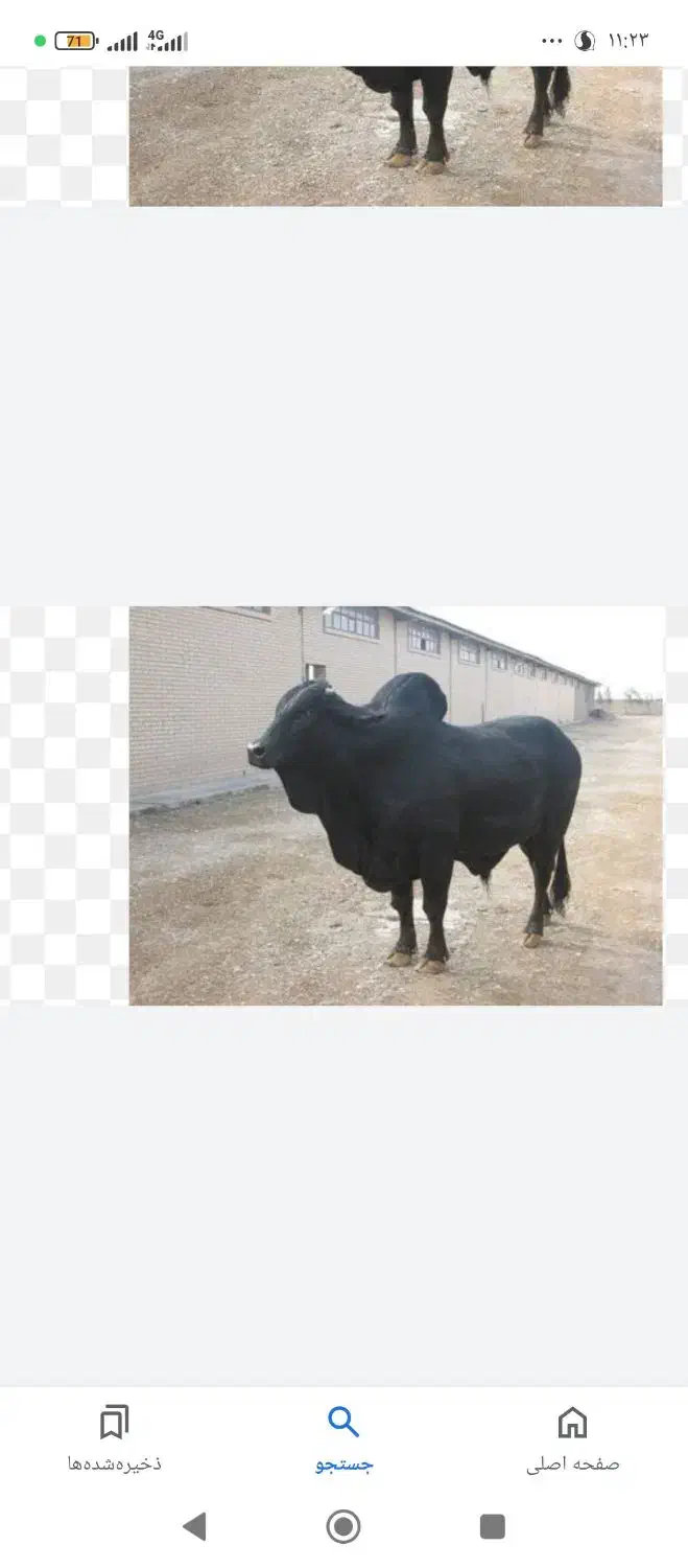 قصاب|خدمات پیشه و مهارت|زابل, |دیوار