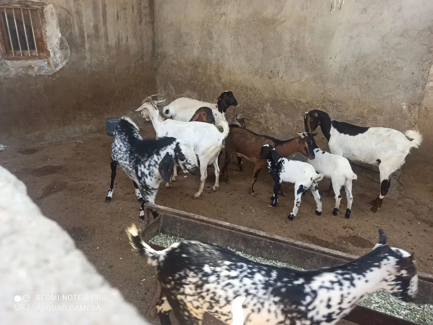 فروش کهر|حیوانات مزرعه|درگهان, |دیوار