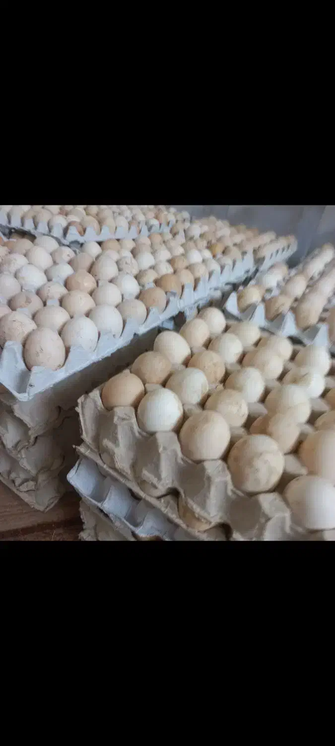 تخم مرغ بومی (محلی)|خوردنی و آشامیدنی|اصفهان, کشاورزی|دیوار