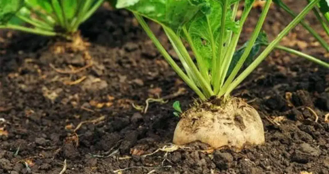 فروش ۱۵۰ تن چغندر|عمدهفروشی|اسلام آباد, |دیوار