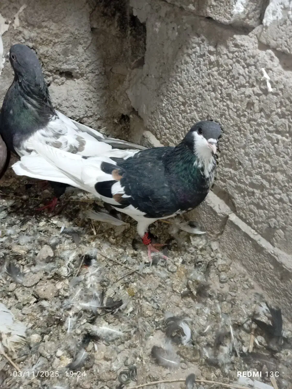 کفتر بهبونی|پرنده|شیراز, برمشور علیا|دیوار