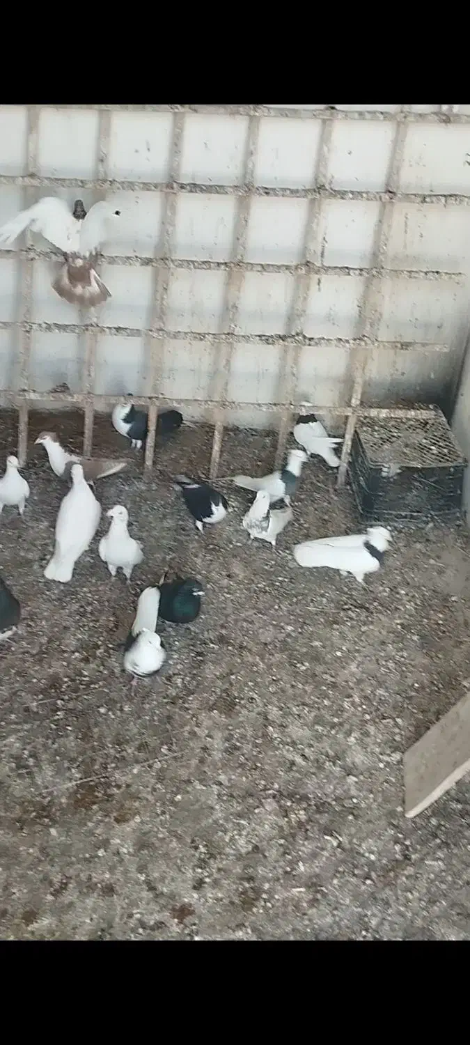 یک دسته|حیوانات|آشخانه, |دیوار