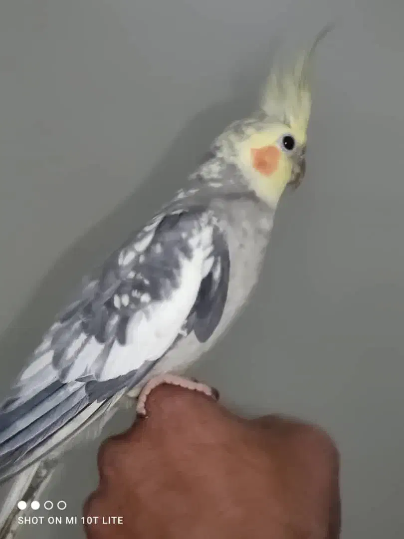 عروس هلندی|پرنده|تهران, جوادیه تهرانپارس|دیوار