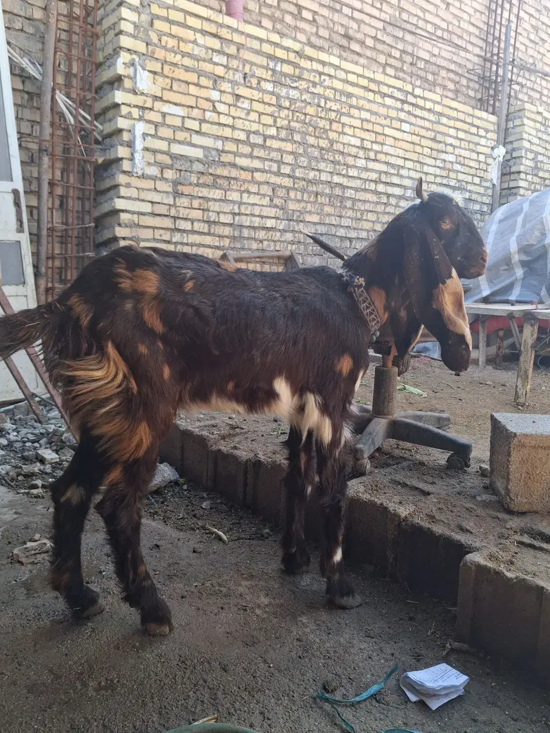 بز افغانی|حیوانات مزرعه|دزفول, |دیوار