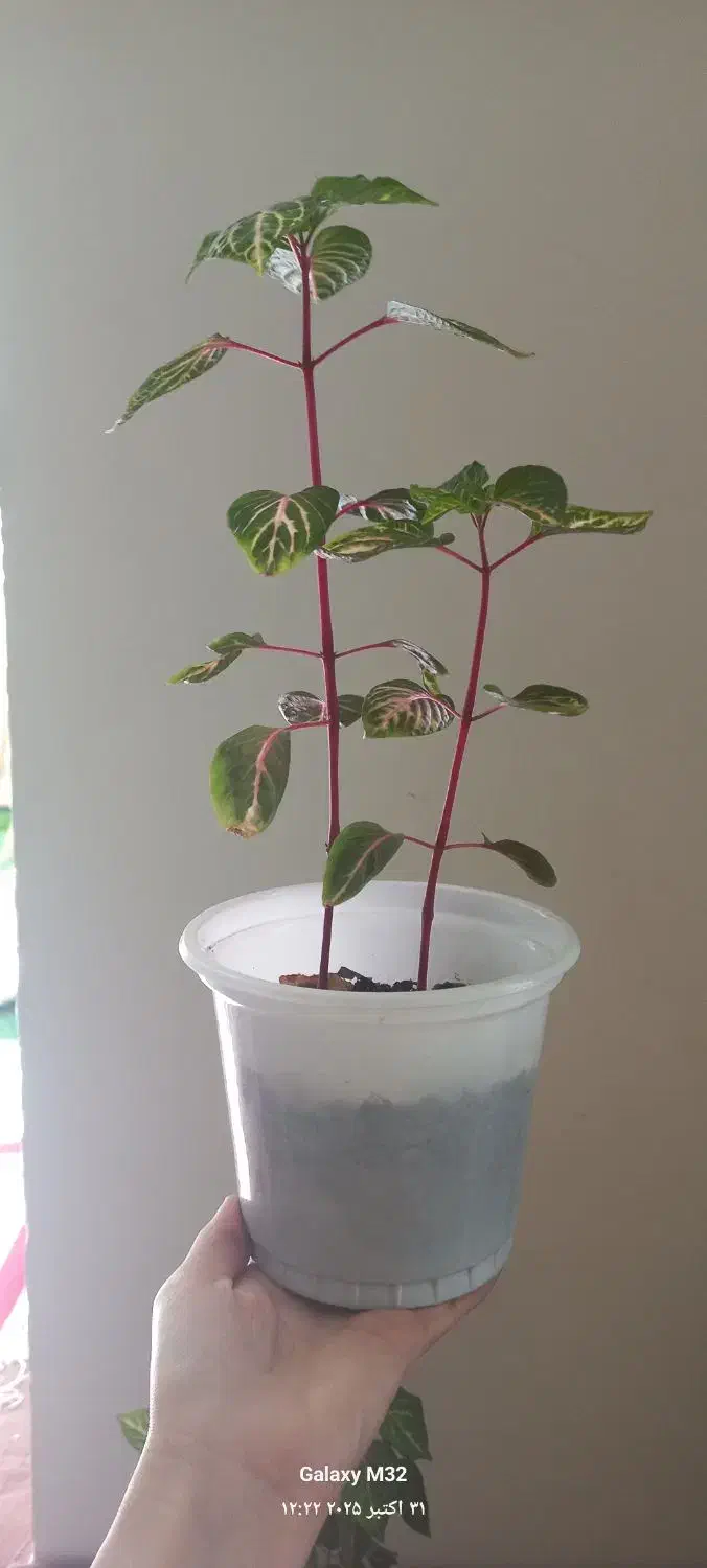 گل طبیعی|گل و گیاه طبیعی|زنجان, |دیوار