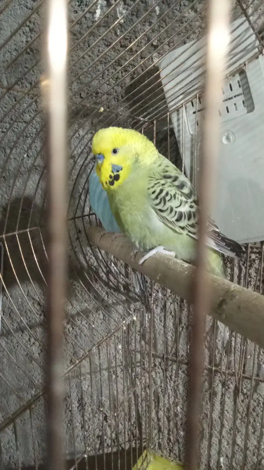 مرغ عشق معاوضه فروشی|پرنده|بیرجند, |دیوار