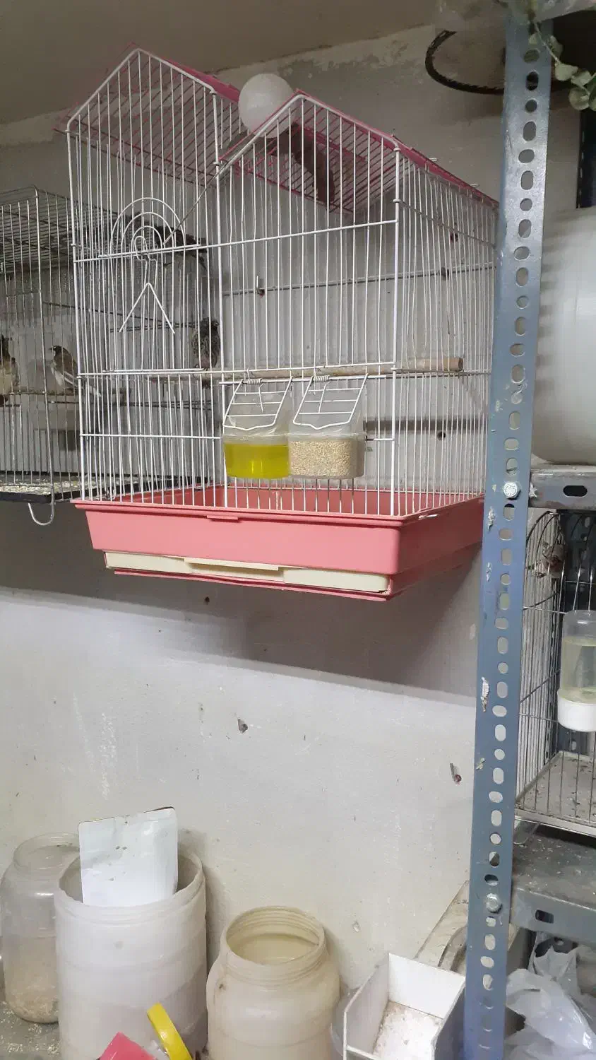 پرنده|پرنده|قزوین, |دیوار