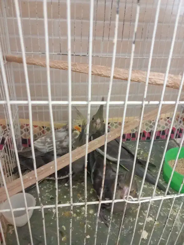 جوجه عروس|پرنده|بیرجند, |دیوار