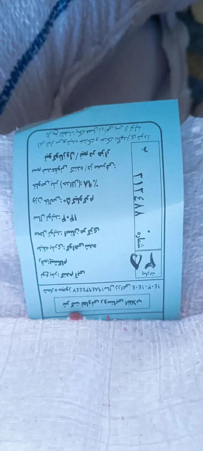 گندم آبی رقم پیشگام|خدمات باغبانی و درختکاری|میلاجرد, |دیوار