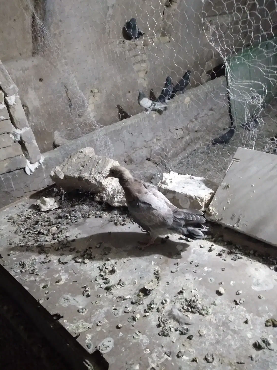 مطلق پر دون خور|پرنده|لاران, |دیوار