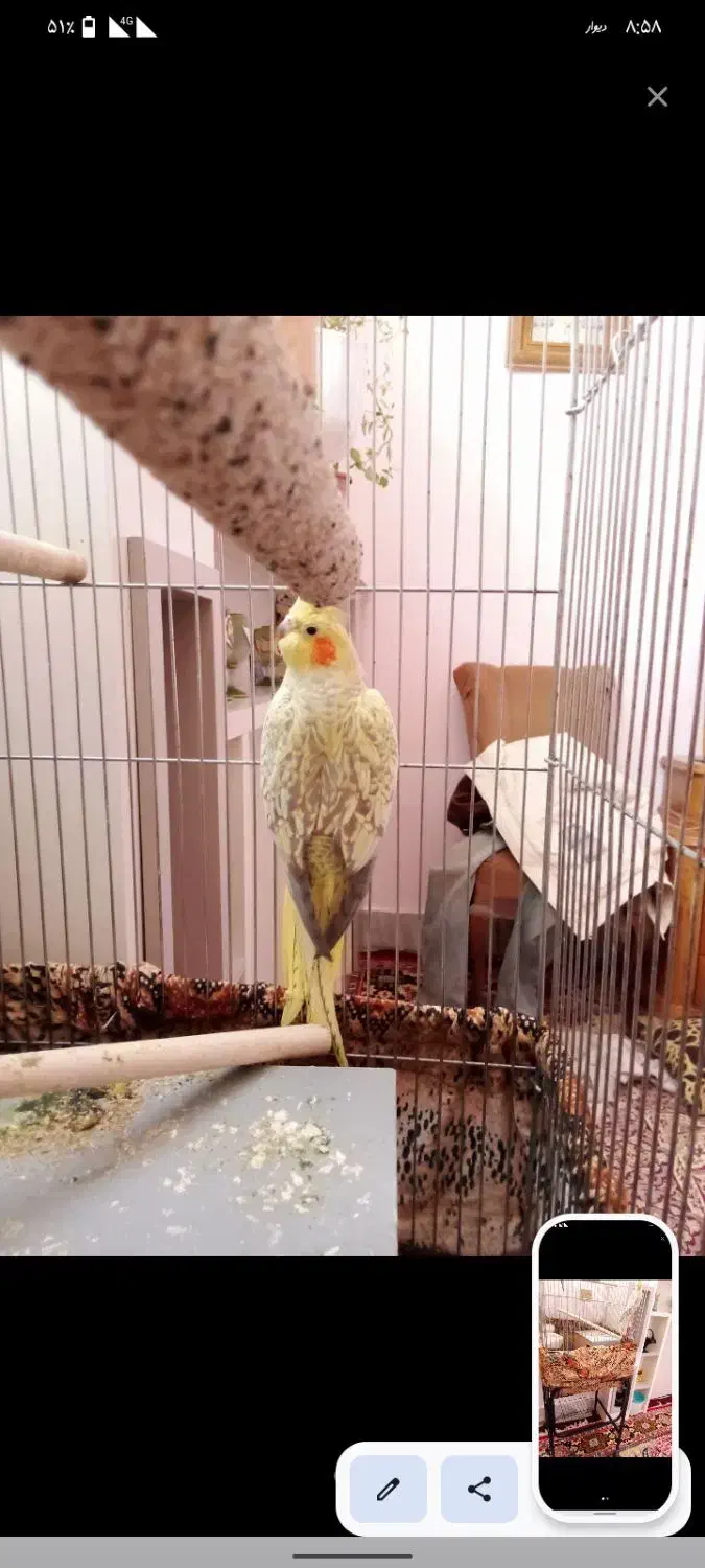 معاوضه عروس|پرنده|شاندیز, |دیوار