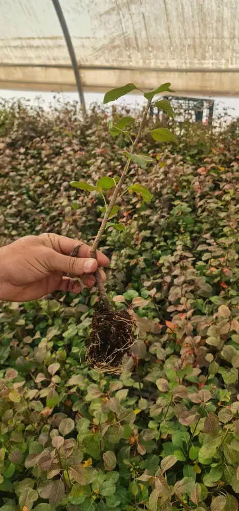 نهال و نشا آقای دکتر سعادتی|خدمات باغبانی و درختکاری|محمدشهر, محمدشهر|دیوار