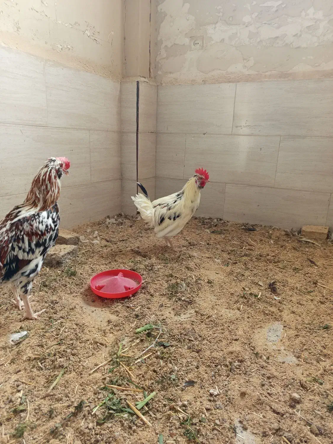 خروس گلین|حیوانات مزرعه|قرچک, صالح آباد|دیوار