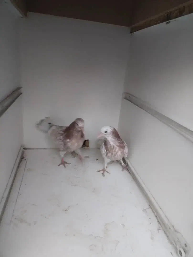 جوجه پرشی ساعتی بالا|پرنده|محمدشهر, محمدشهر|دیوار