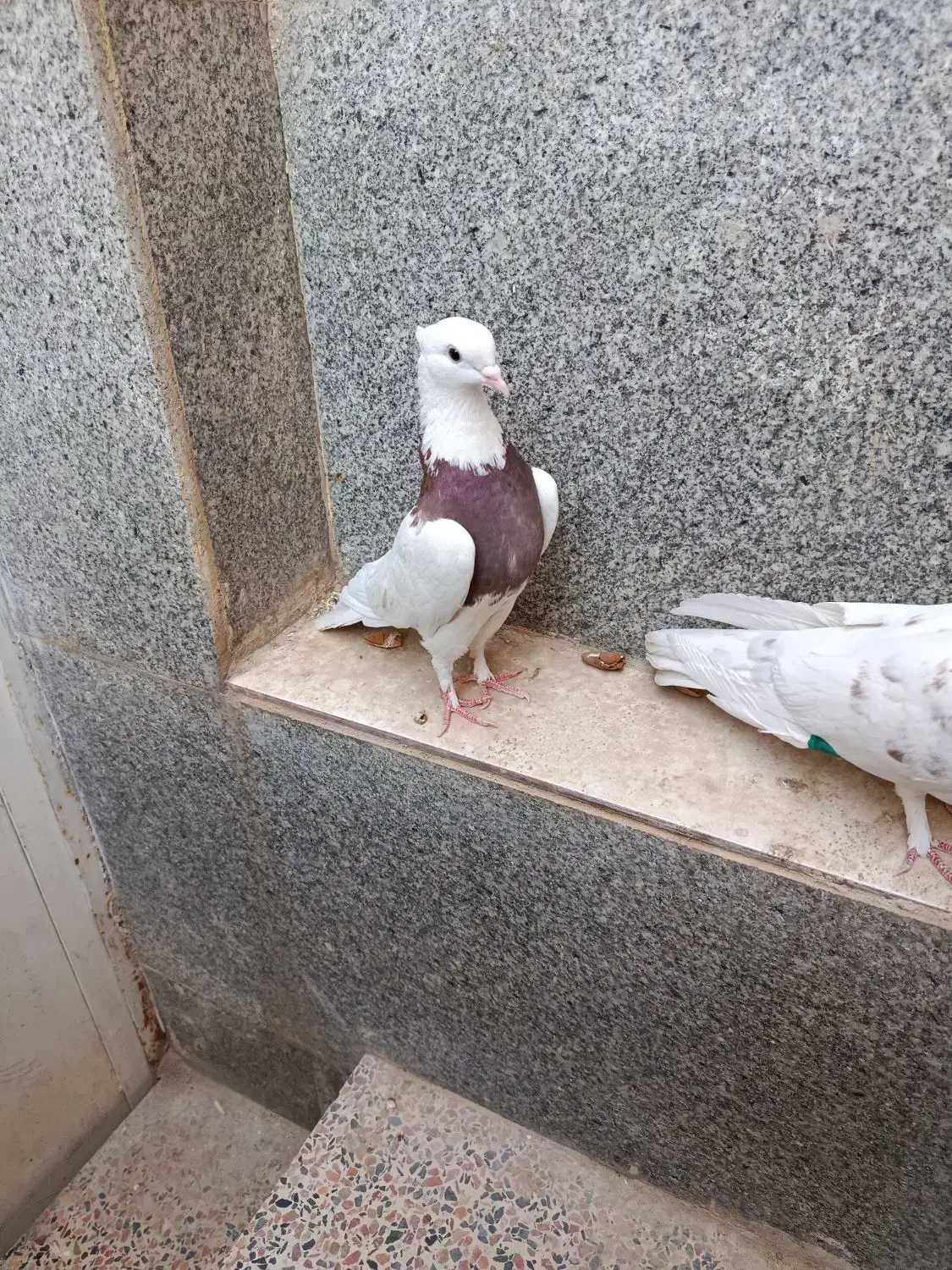 کفتر|پرنده|شیراز, سلطان آباد|دیوار