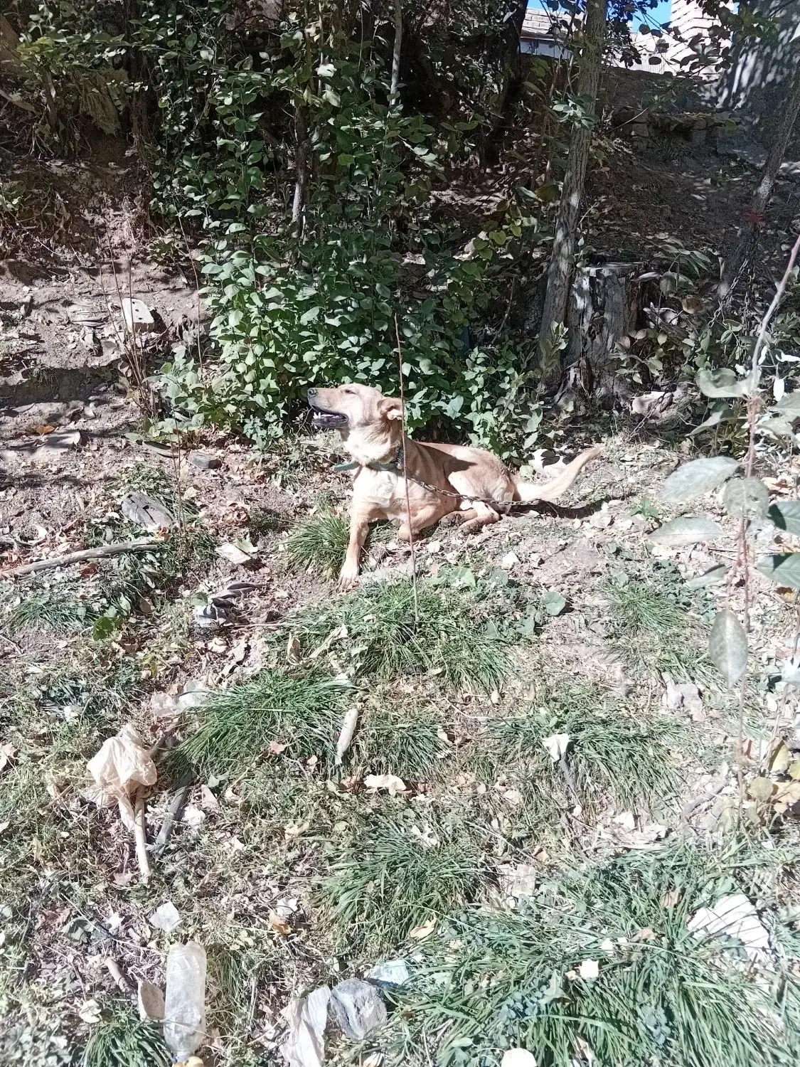 سگ ماده|سگ|ایجرود, |دیوار