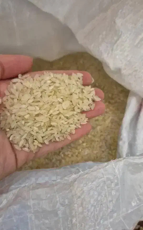 برنج کامفیروزی|خوردنی و آشامیدنی|شیراز, گویم|دیوار