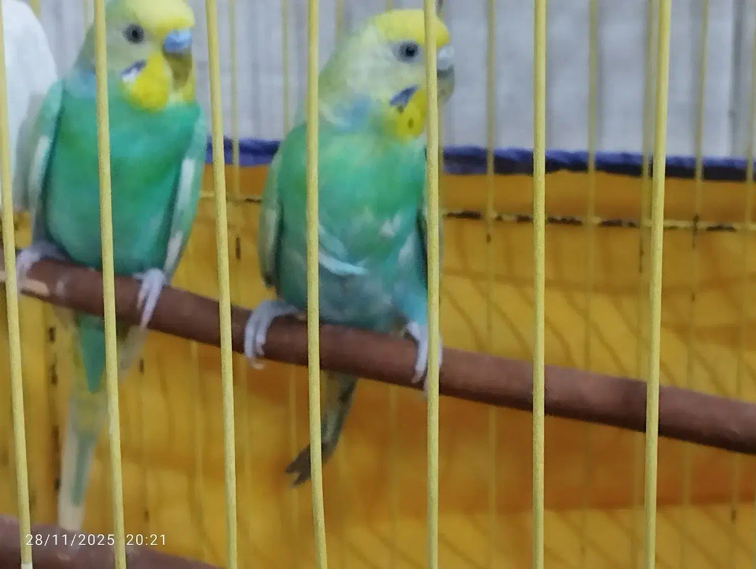 جفت مرغ عشق  با تخم|پرنده|بندر ماهشهر, |دیوار