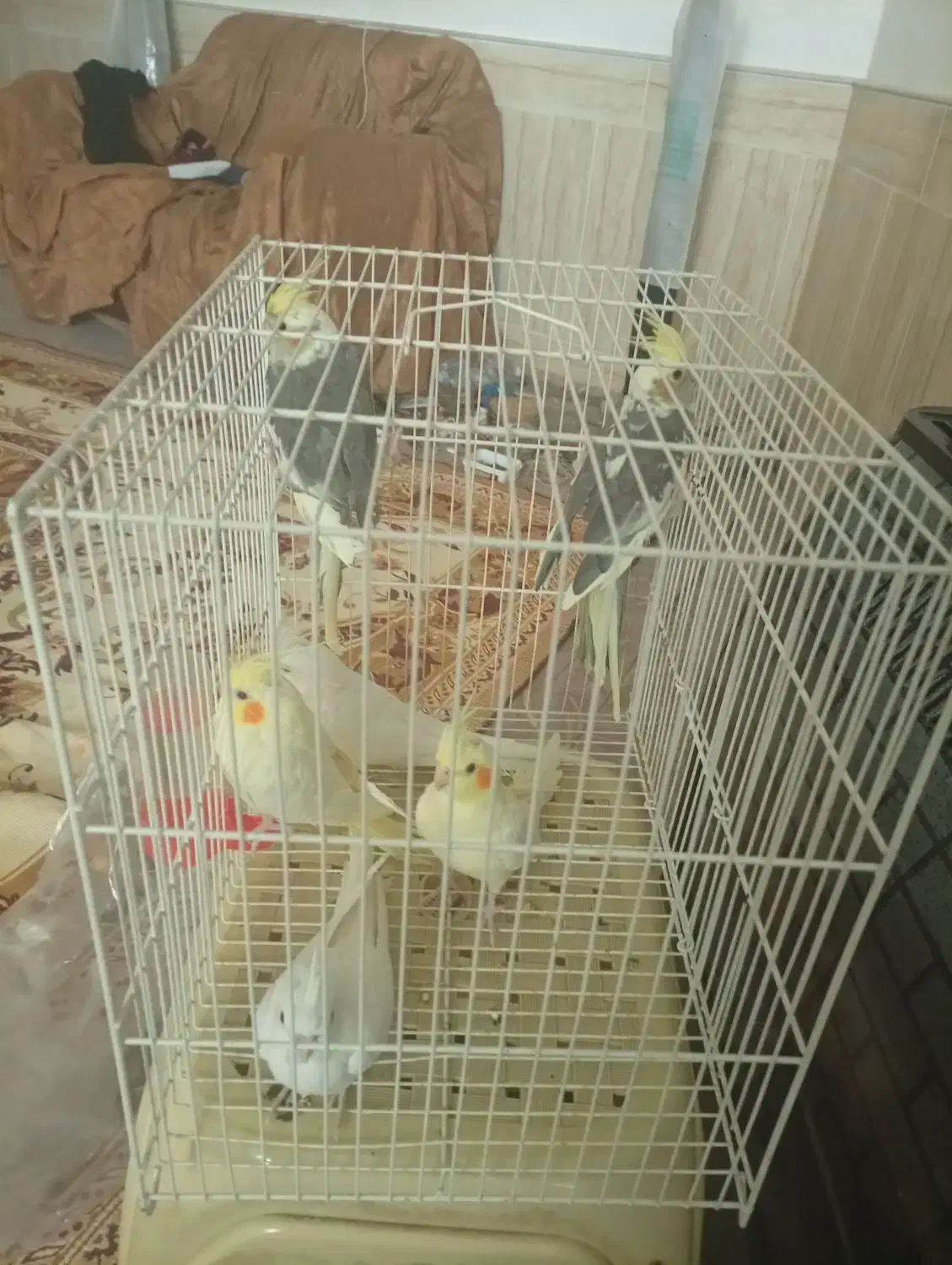 سهره|پرنده|نیشابور, ریوند|دیوار