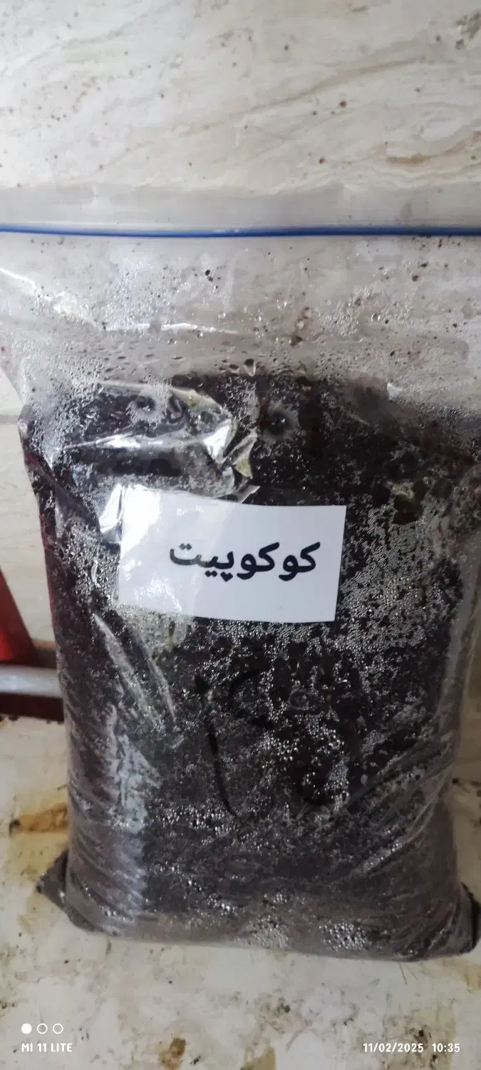 حلزون کوکوپیت|خزنده|ورامین, ورامین|دیوار