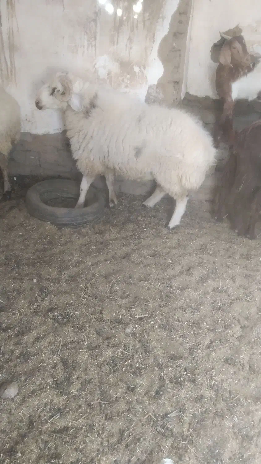 نرقوچ سالم هیکلی قیمت توافقی|حیوانات مزرعه|بلوک, |دیوار