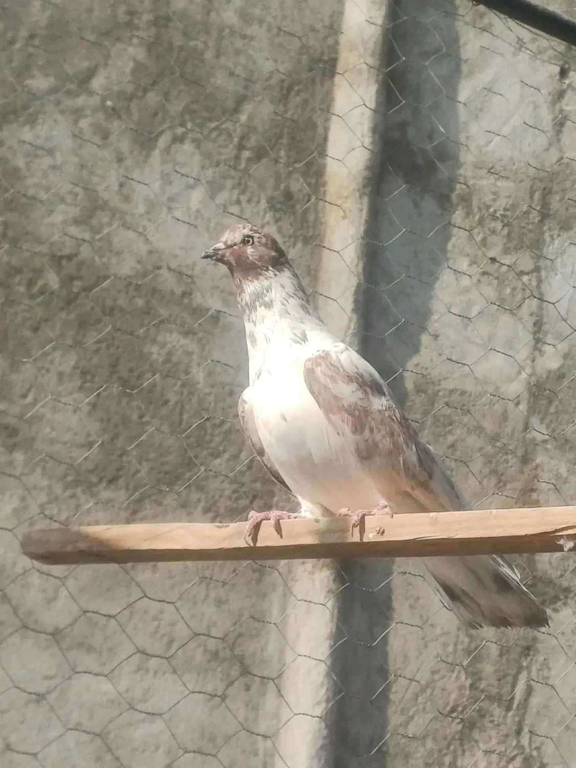 نر گرگی غریب گیری|پرنده|فردوسیه, |دیوار