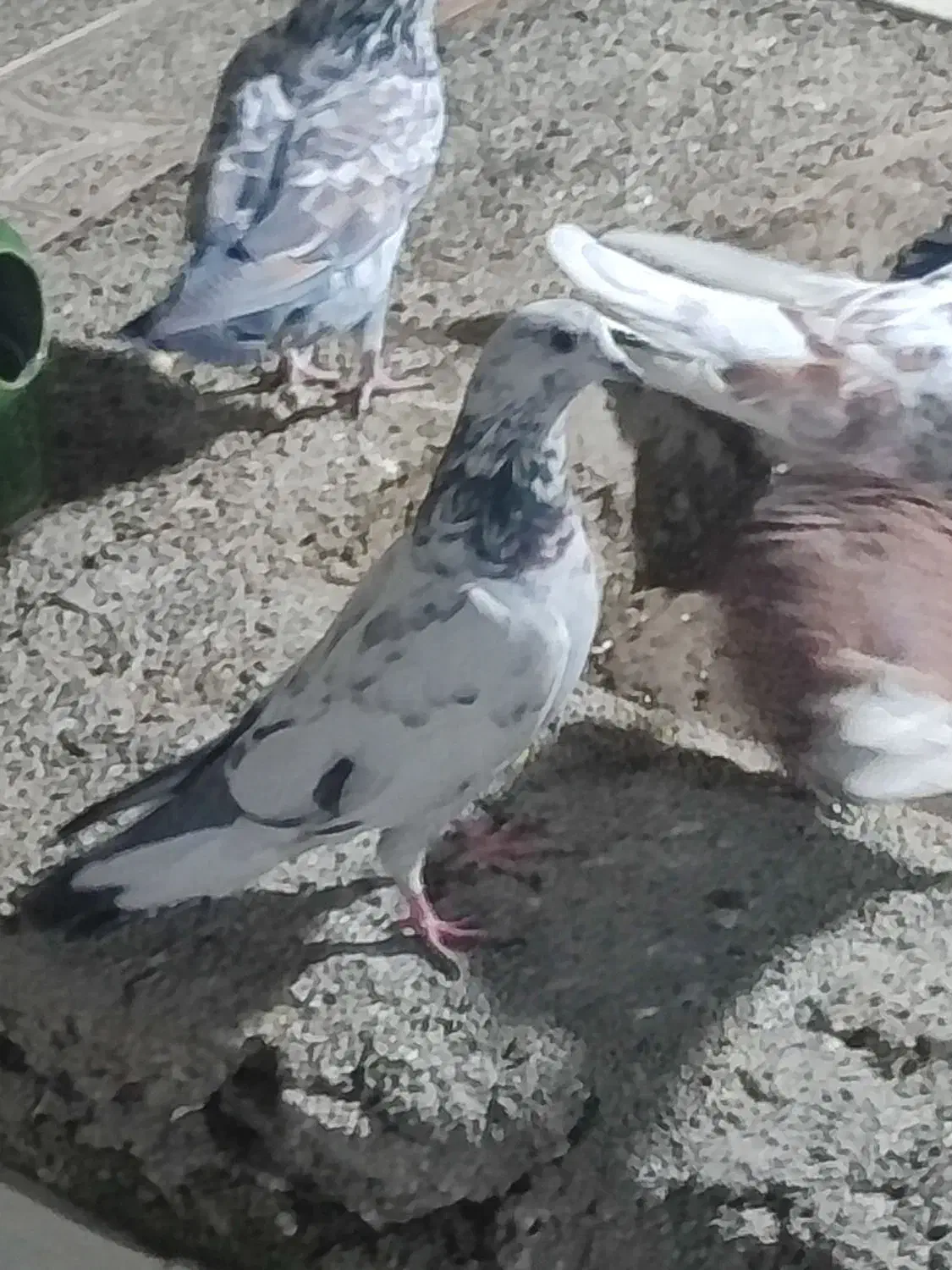 کفتر پلاکی ماده|پرنده|شهریار, شهرک نماز (دینار آباد)|دیوار