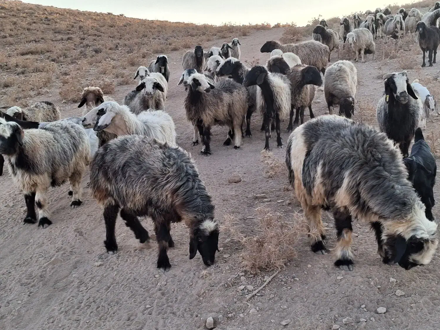 شیشک و میش|حیوانات مزرعه|شیراز, محمدیه|دیوار