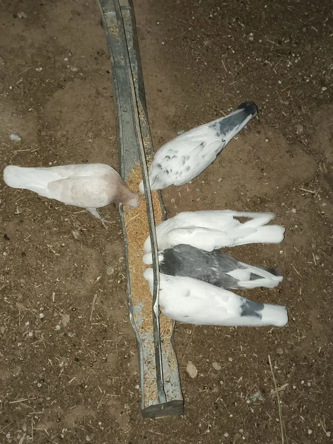 کفتر کبوتر|پرنده|تکاب, |دیوار