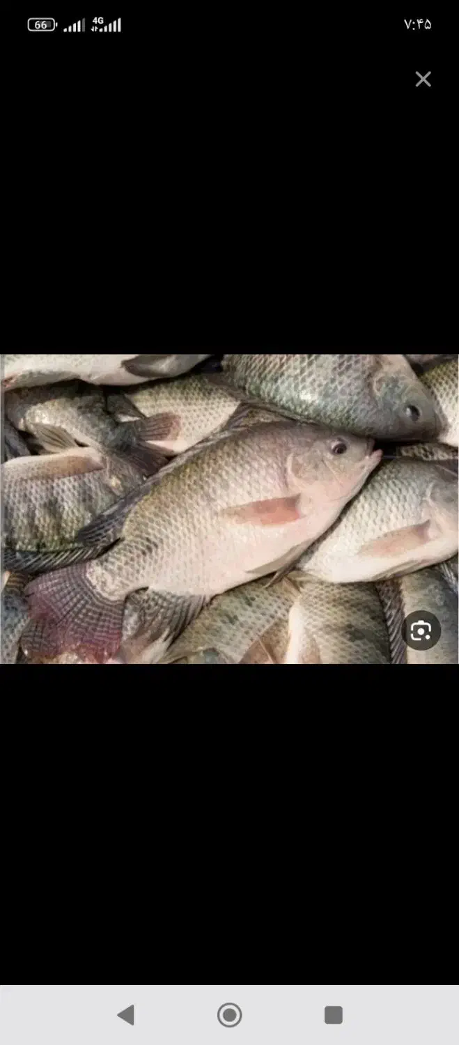 ماهی|ماهی|یزد, |دیوار