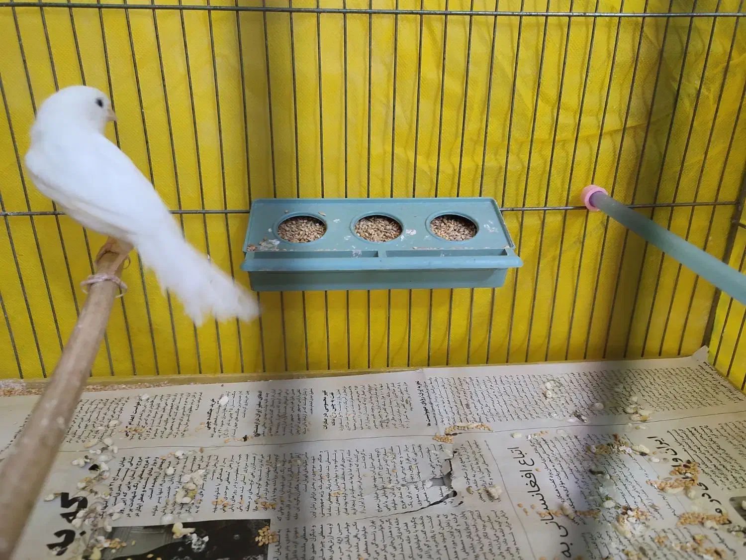 قناری نر ریز خون|پرنده|تفت, |دیوار