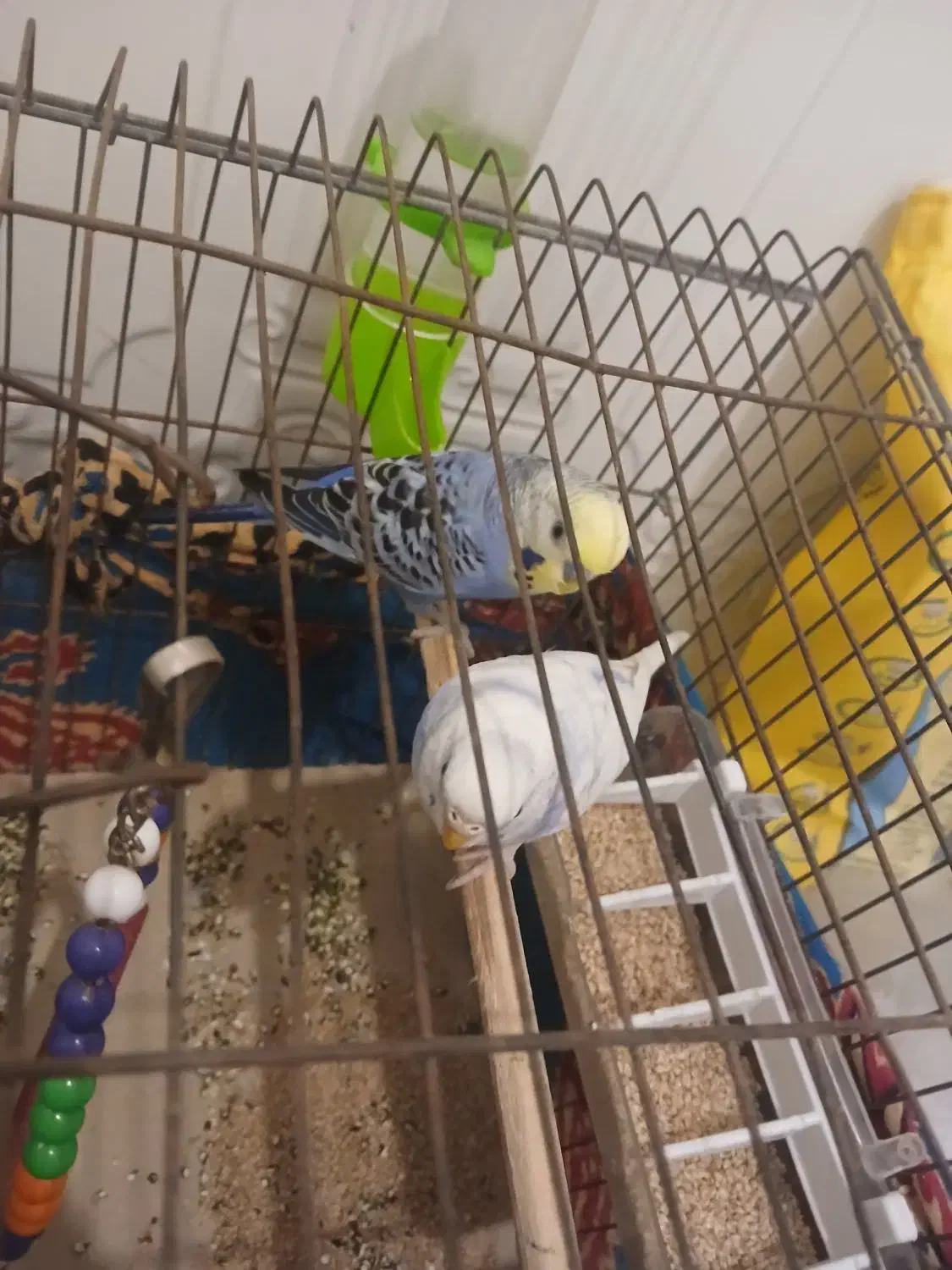 مرغ|پرنده|خمیر, |دیوار