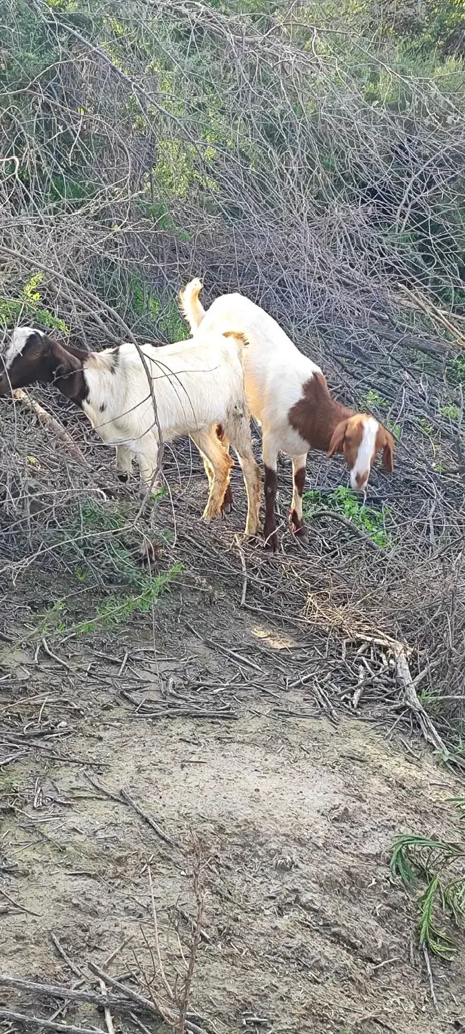 کیسه|حیوانات مزرعه|میناب, |دیوار