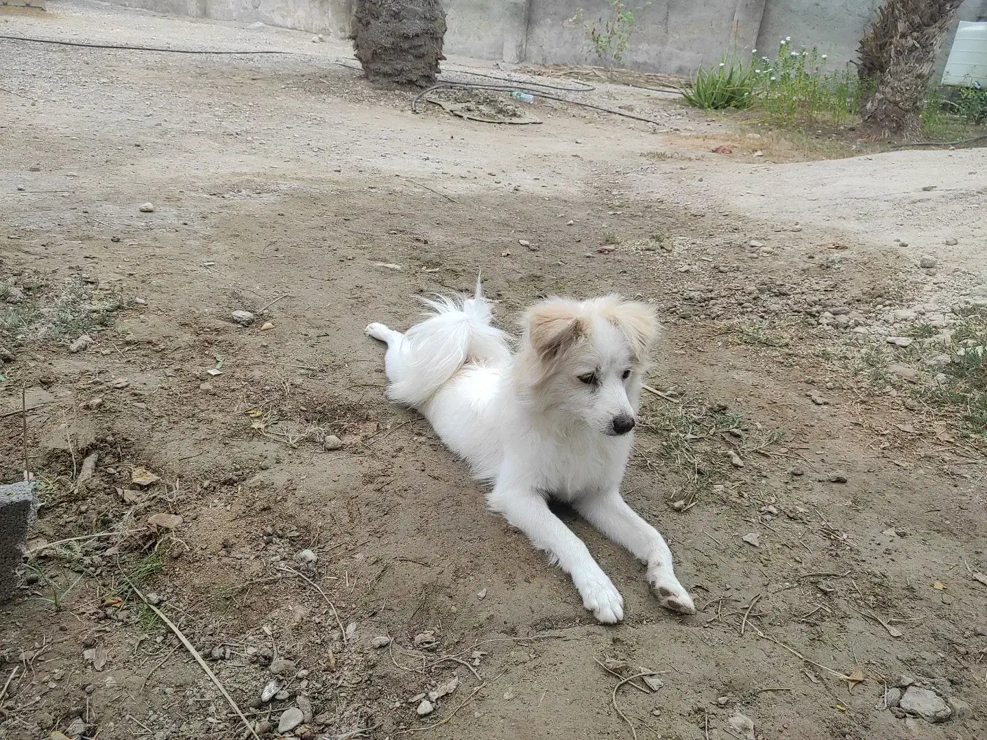 فروشی|سگ|بندرعباس, |دیوار