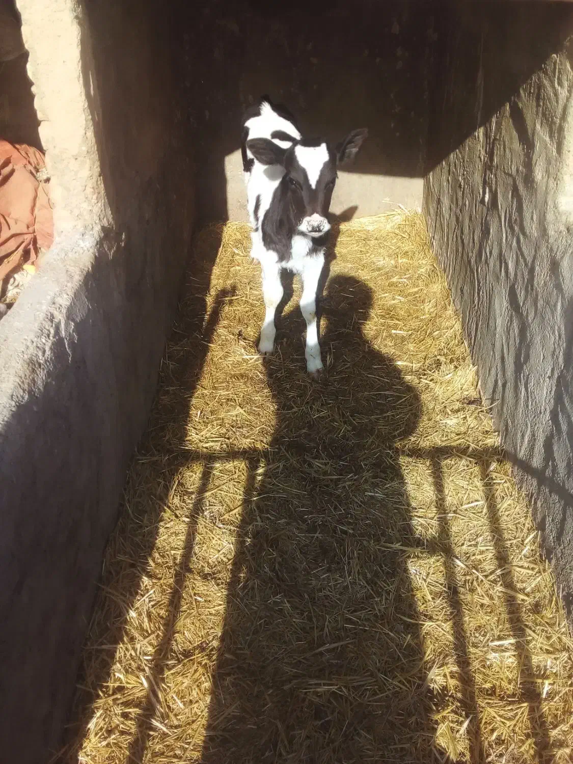 گوساله ماده شیری|حیوانات مزرعه|شهرضا, |دیوار