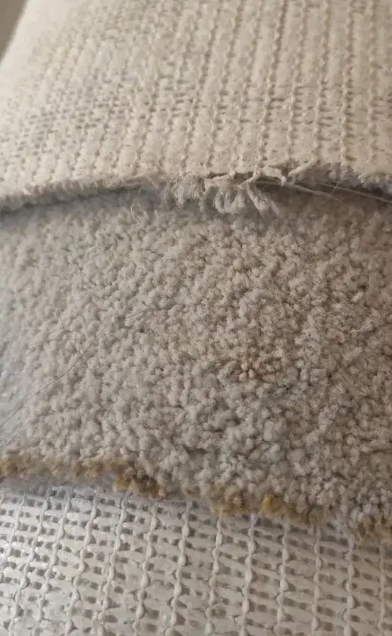 فرش تدی 16متری|فرش|بابلسر, |دیوار