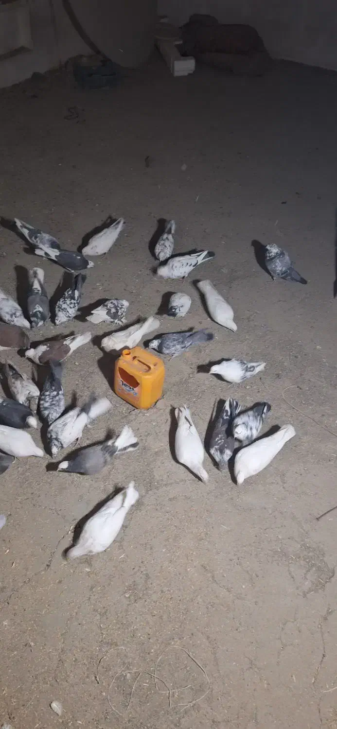 32دوتا کفتر دونه ای 130 بخاطر جابجای دارم میفروشم|پرنده|جاپلق, |دیوار